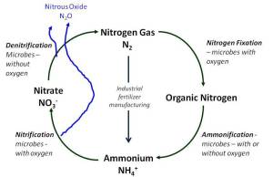 Simplified nitrogen cycle showing where nitrous oxide emission occurs.