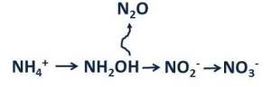 Intermediates in the nitrification pathway from ammonium to nitrate, showing where nitrous oxide is emitted.