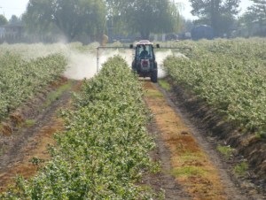 There is a significant change in land use to crops that cannot utilize manure or digestate. This photo was taken near the dairy farm that I grew up on.
