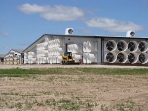 Large dairies with 2000-4000 cows are now a common site in Wisconsin.