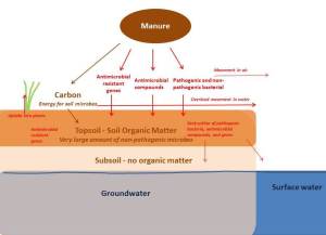 Pathways of antimicrobial resistant microbes, genes, and antimicrobial residue from animal manure into the environment.